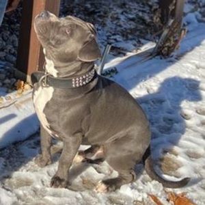 Meet your Posher, Nino